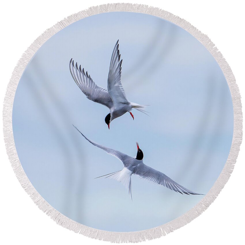 Dancing Arctic Terns Round Beach Towel featuring the photograph Dancing Arctic Terns by Torbjorn Swenelius