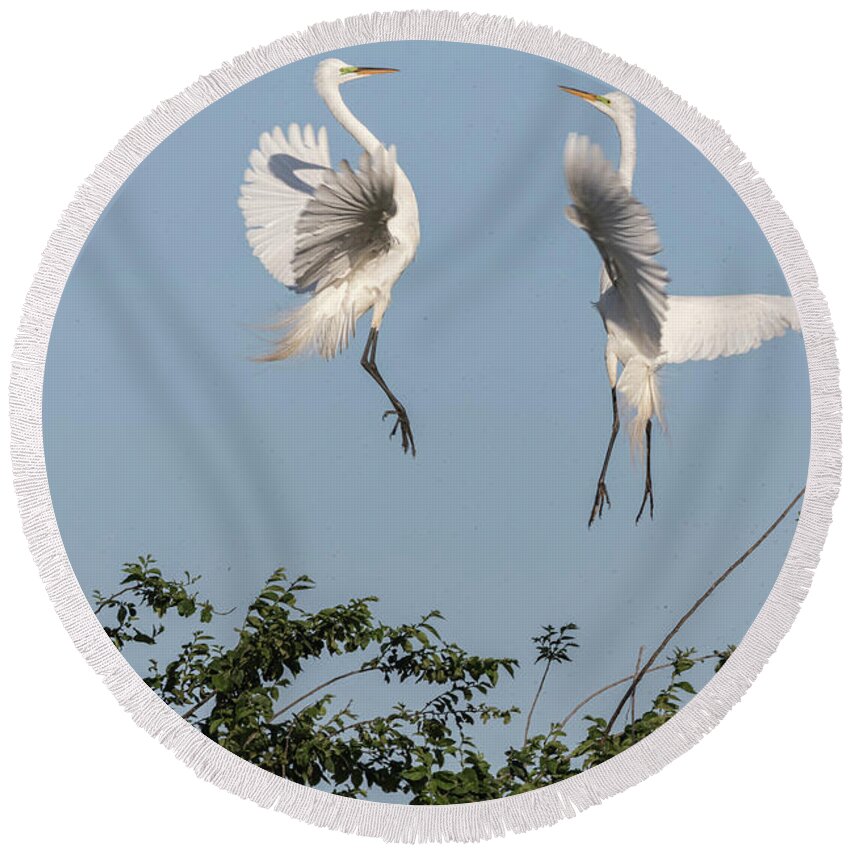Great Egrets Round Beach Towel featuring the photograph Dancing Egrets 2017-1 by Thomas Young