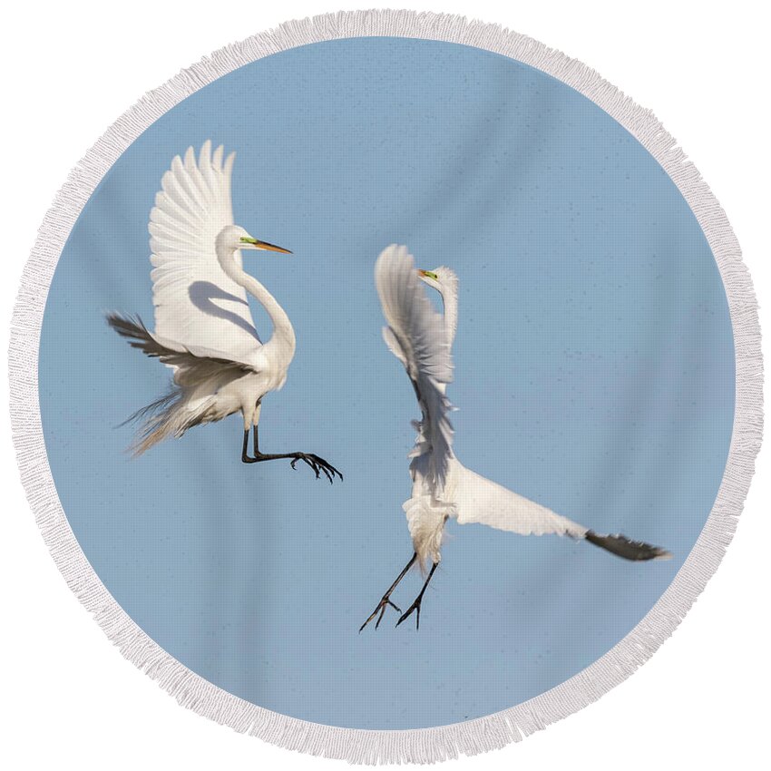 Great Egrets Round Beach Towel featuring the photograph Dancing Egrets 2017-2 by Thomas Young