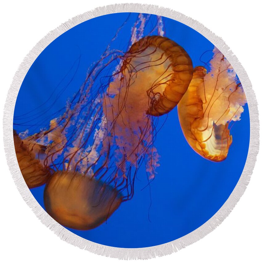 Chrysaora Fuscescens Round Beach Towel featuring the photograph Dancing Sea Nettles by Venetia Featherstone-Witty
