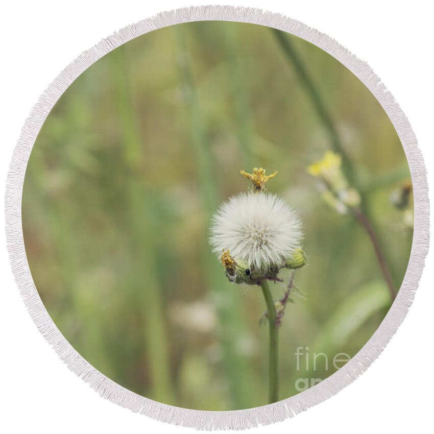  Round Beach Towel featuring the photograph Dandelion by Cindy Garber Iverson