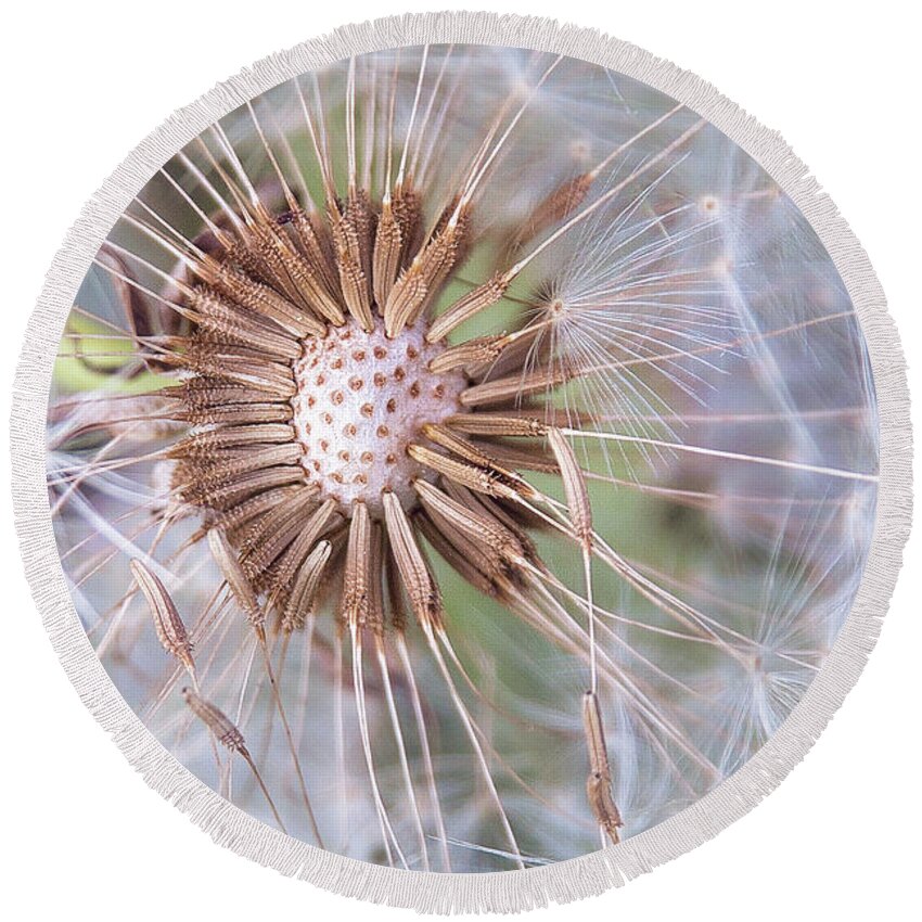 Nature Round Beach Towel featuring the photograph Dandelion Delicacy by Sharon McConnell