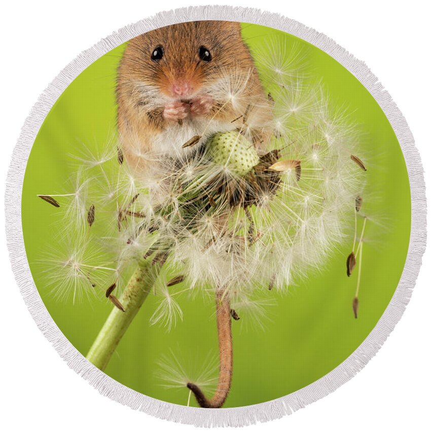 Mouse Round Beach Towel featuring the photograph Dandelion Destruction by Framing Places