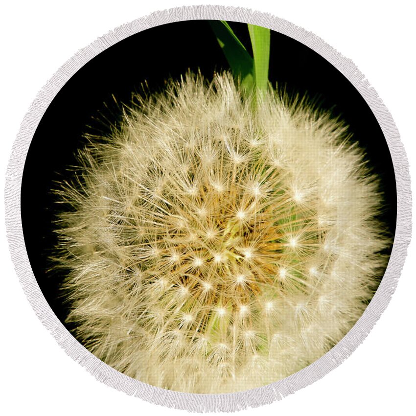 Floral Round Beach Towel featuring the photograph Dandelion's seed head. by Elena Perelman