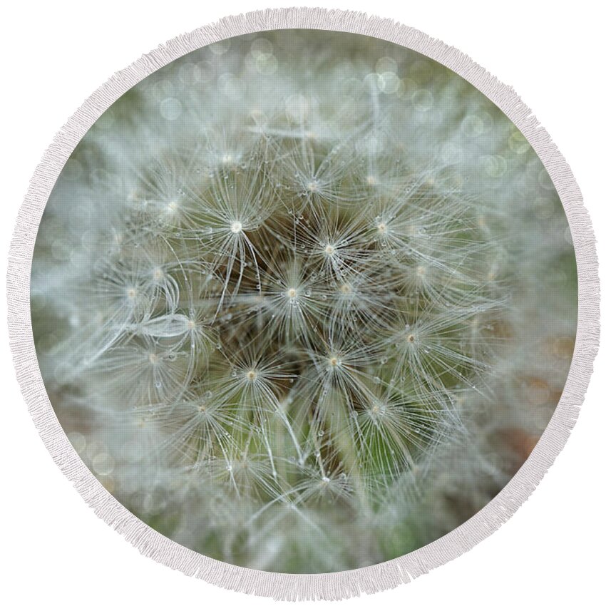 Dandelion Round Beach Towel featuring the photograph Dandelions Tears by Lilia S