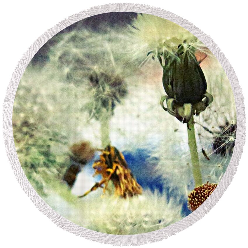 Dandelions Round Beach Towel featuring the mixed media Dandelion Transitions by Leanne Seymour