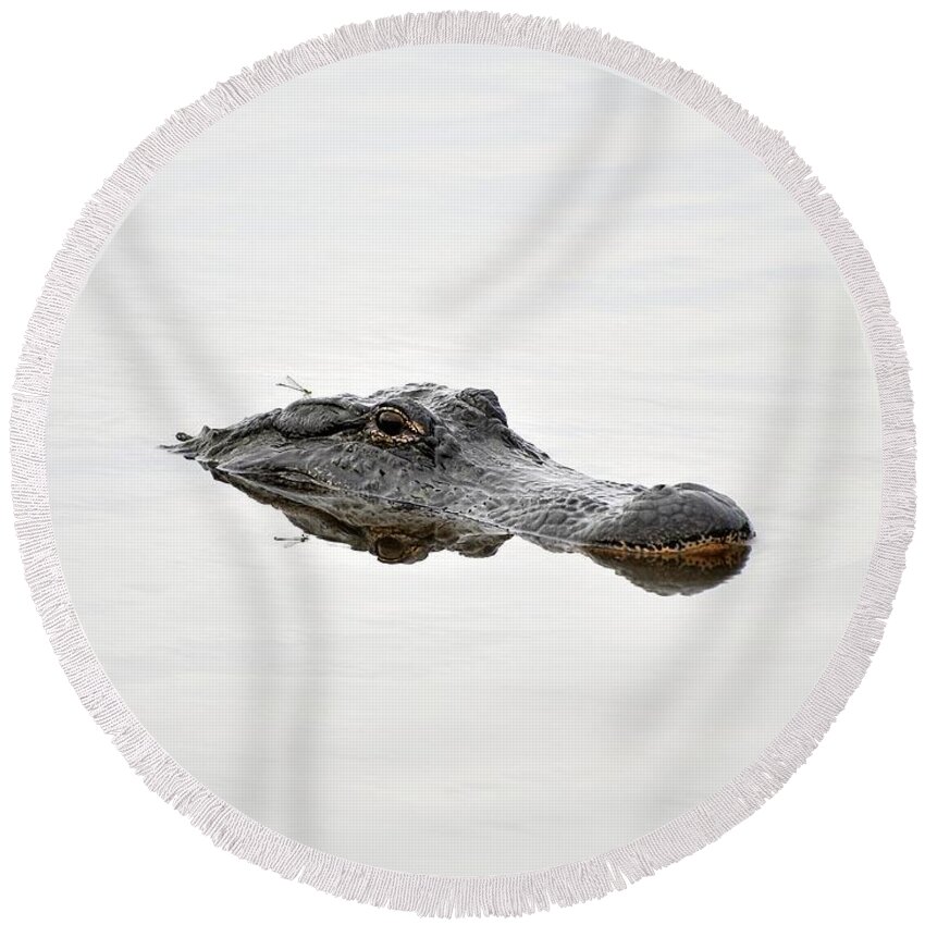 American Alligator Round Beach Towel featuring the photograph Daring Damselfly by Al Powell Photography USA