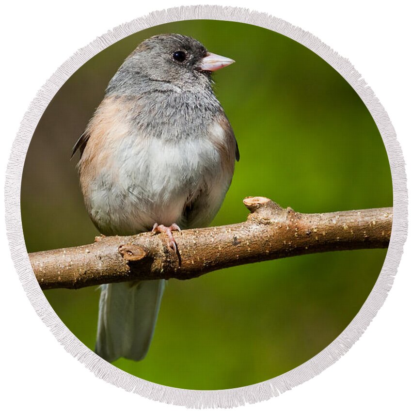 Adult Round Beach Towel featuring the photograph Dark Eyed Junco Perched on a Branch by Jeff Goulden