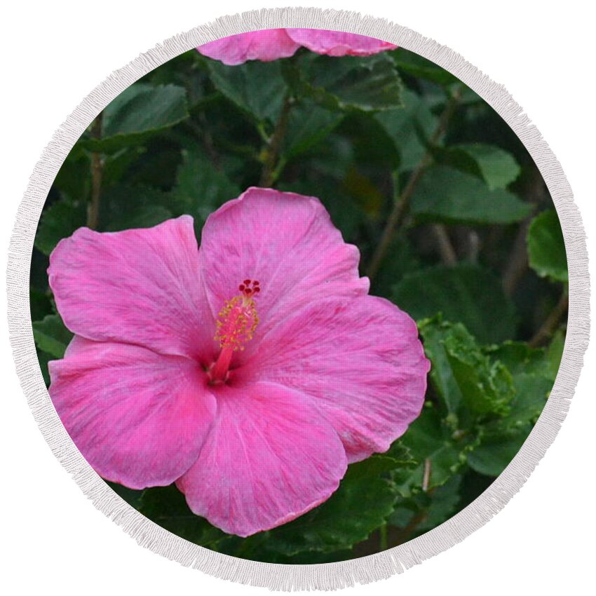 Flower Round Beach Towel featuring the photograph Dark Pink Hibiscus Duo by Amy Fose