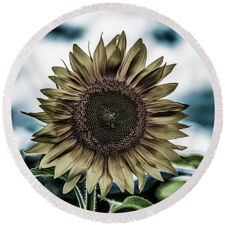Agriculture Round Beach Towel featuring the photograph Dark Sunflower by Darryl Brooks