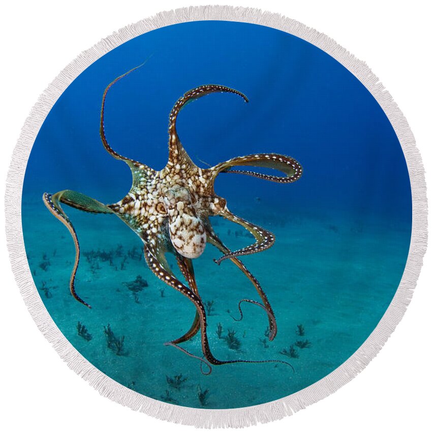 Animal Art Round Beach Towel featuring the photograph Day Octopus by Dave Fleetham - Printscapes