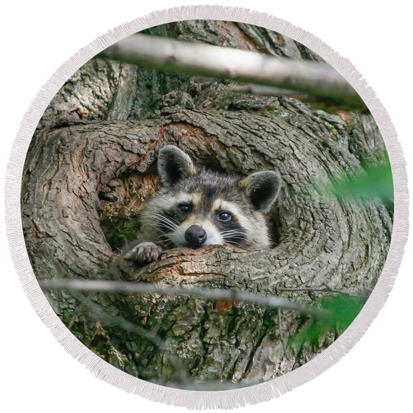 Raccoon Round Beach Towel featuring the photograph Daydreaming by Gina Fitzhugh
