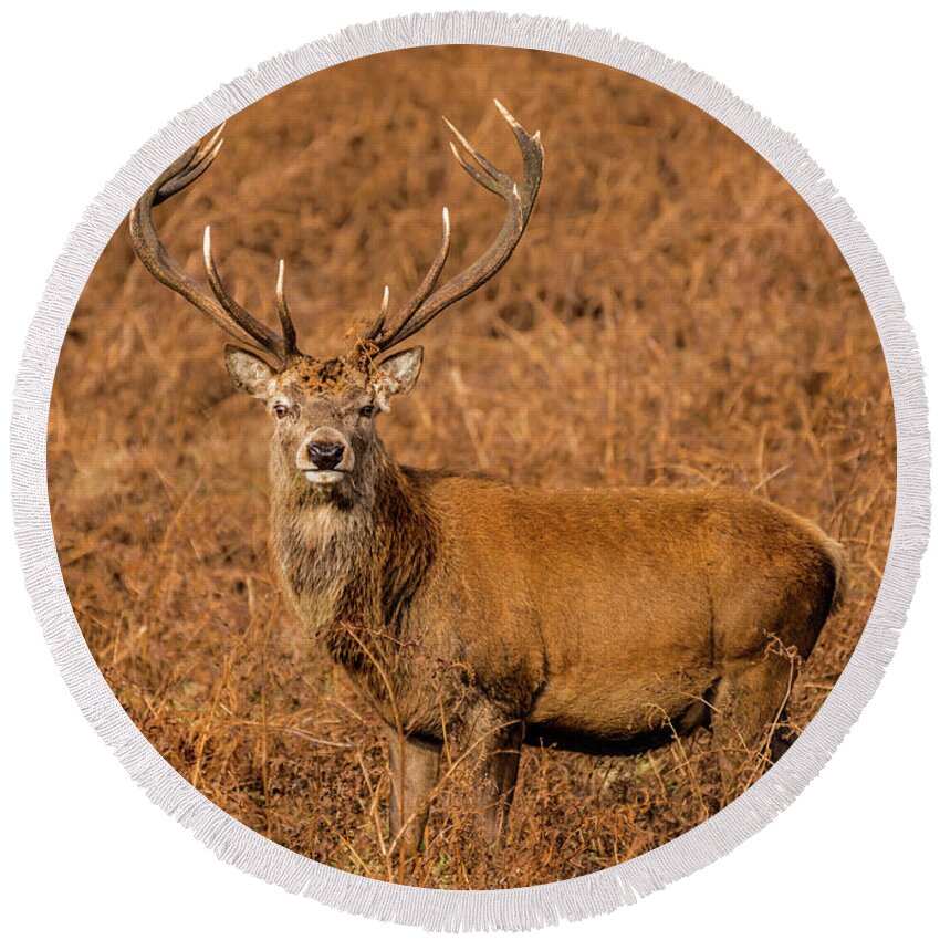 Red Deer Round Beach Towel featuring the photograph Deep in the Bracken by Nick Bywater