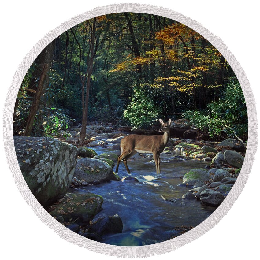 Art Round Beach Towel featuring the photograph Deer crossing a Stream at Roaring Forks by Randall Nyhof