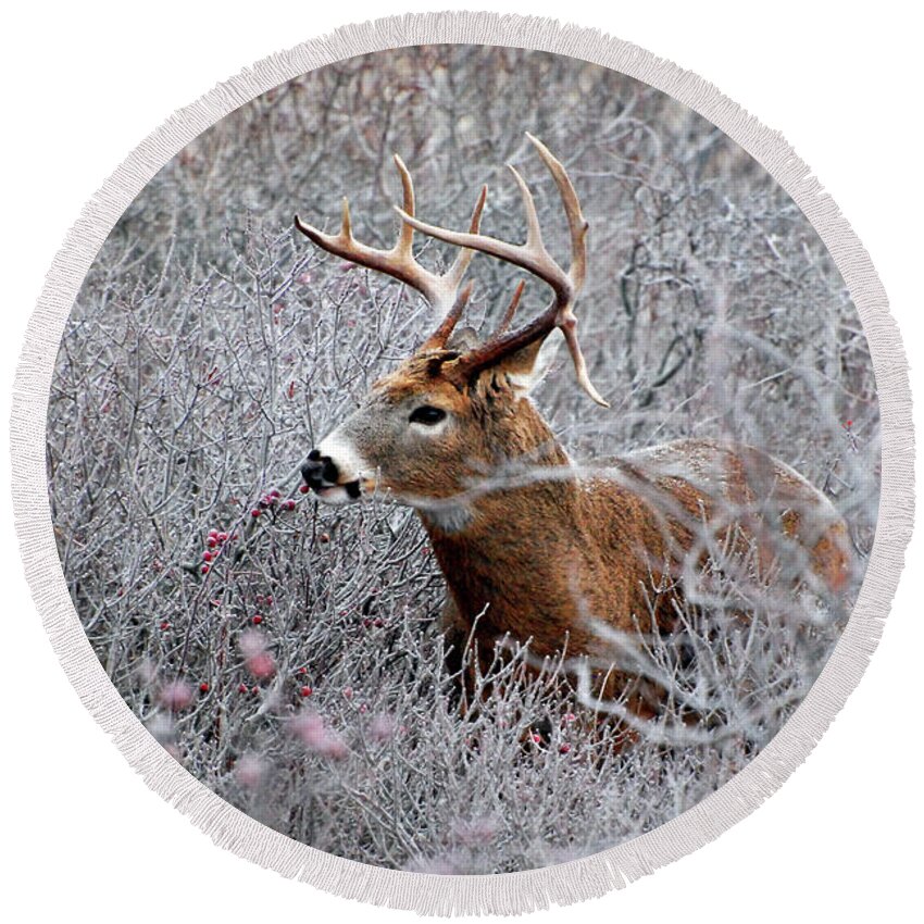 Deer Round Beach Towel featuring the photograph Deer on a frosty morning by Nancy Landry