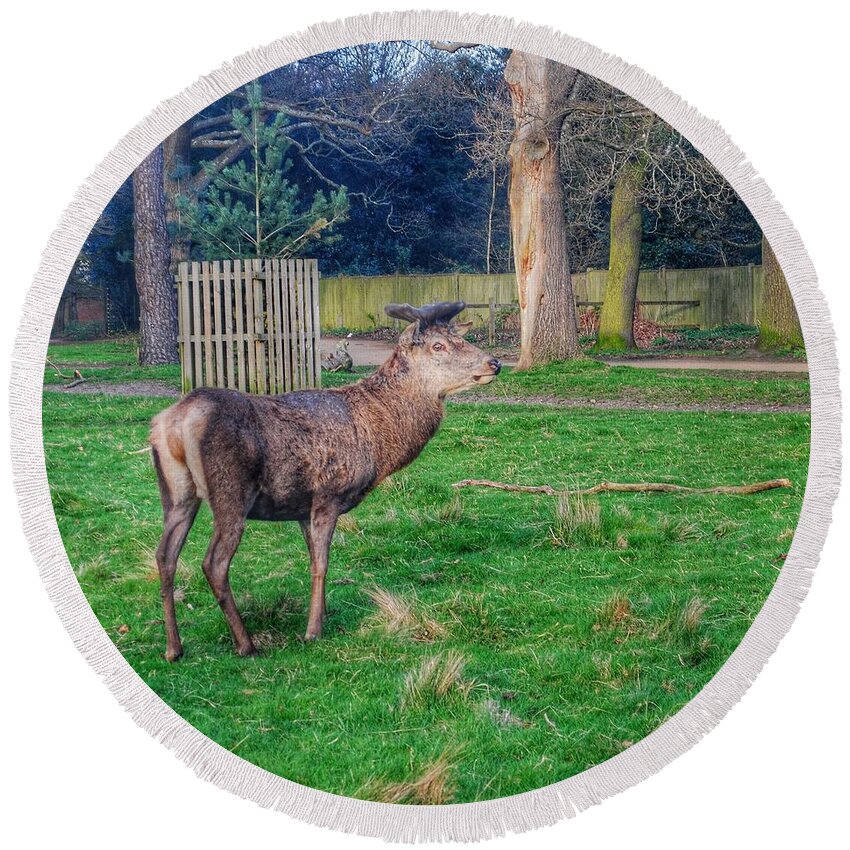 Deer Round Beach Towel featuring the photograph Deer spotted at Richmond Park by Joshua Miranda