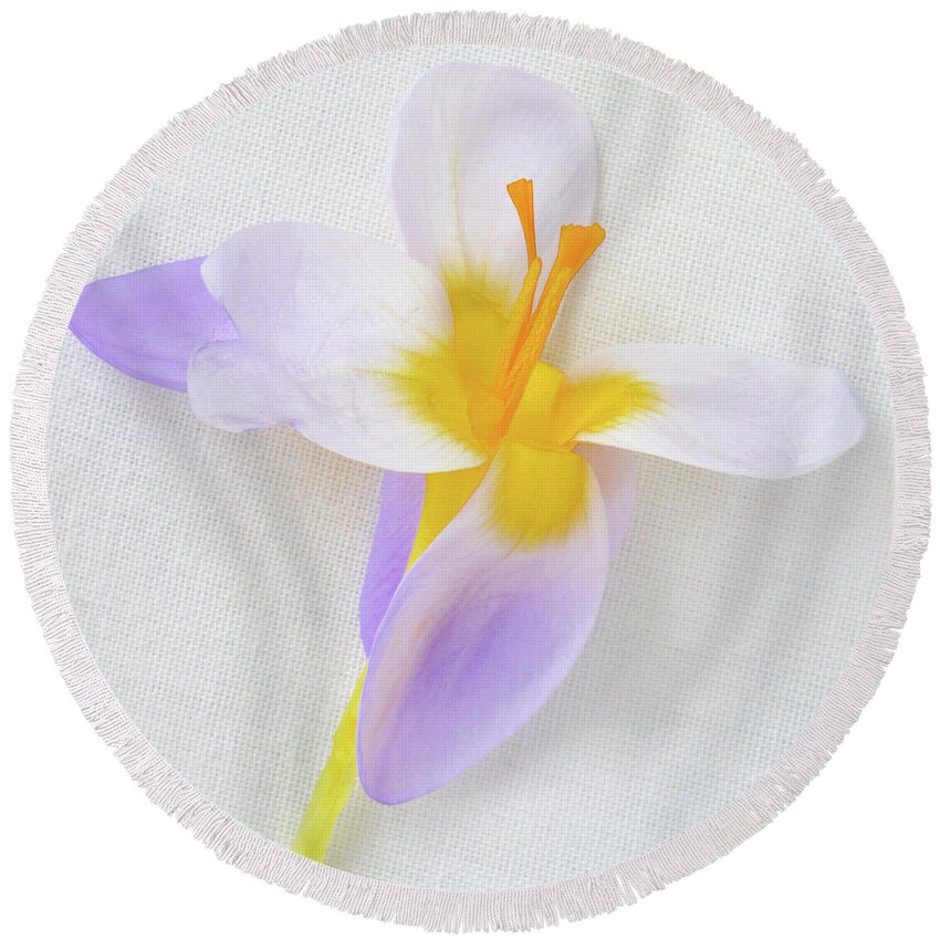 Crocus Round Beach Towel featuring the photograph Delicate Art Of Crocus by Terence Davis