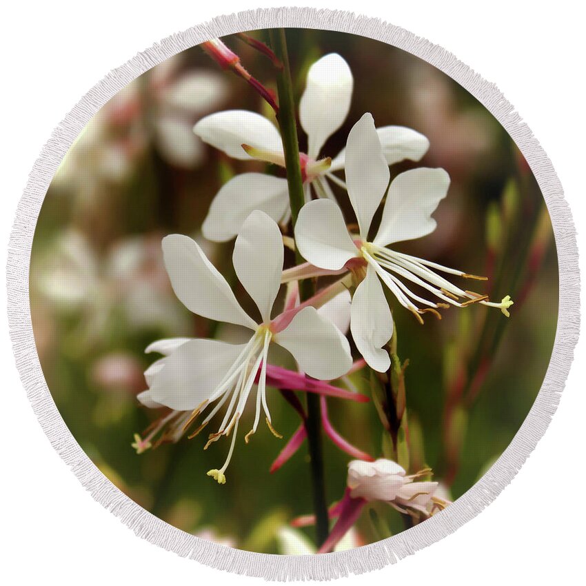 Nature Round Beach Towel featuring the photograph Delicate Gaura Flowers by Joann Copeland-Paul