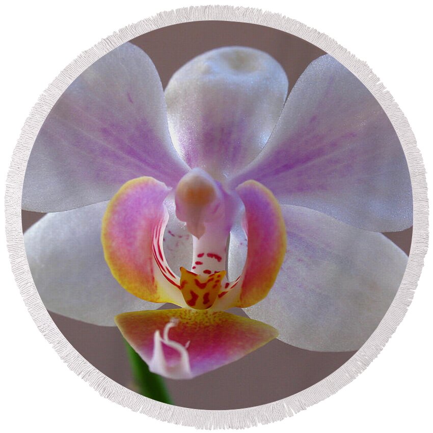 Keefe Round Beach Towel featuring the photograph Delicate Orchid Portrait by Juergen Roth