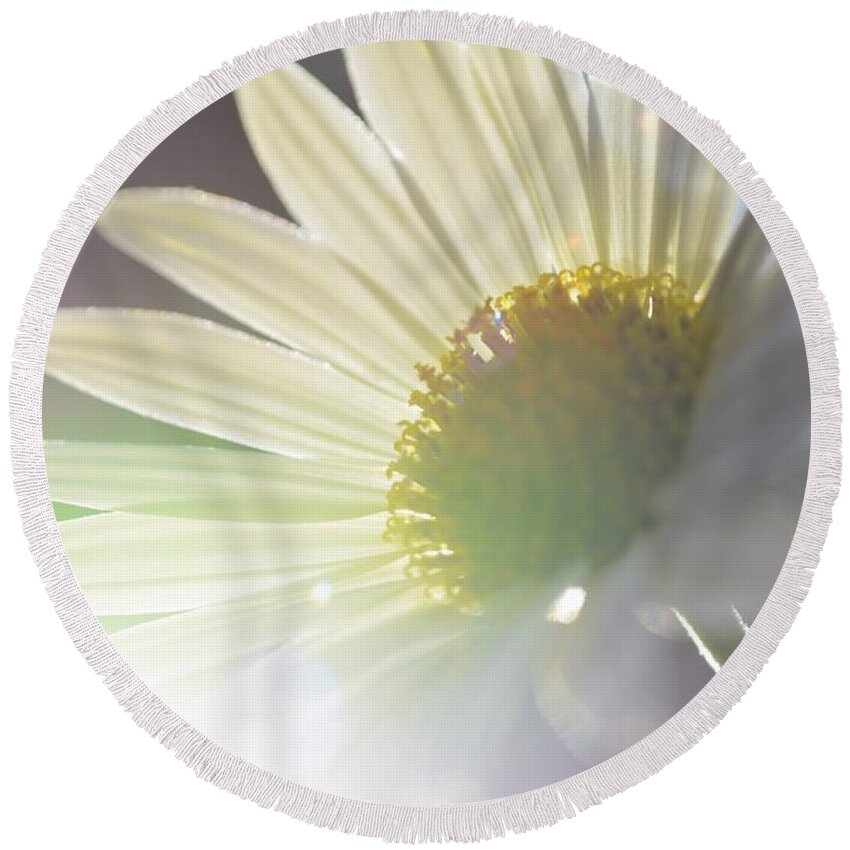 Daisy Round Beach Towel featuring the photograph Delightful Radiance by Kelly Nowak