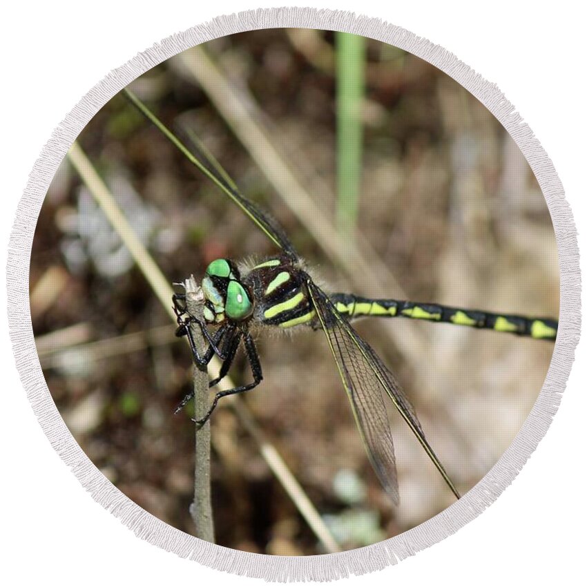 Dragonfly Round Beach Towel featuring the photograph Delta-spotted Spiketail Male by David Pickett