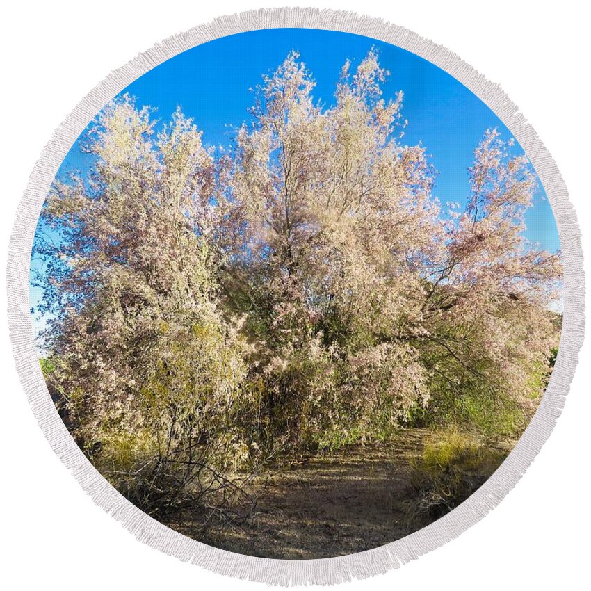 Arizona Round Beach Towel featuring the photograph Desert Ironwood Tree in Bloom - Early Morning by Judy Kennedy