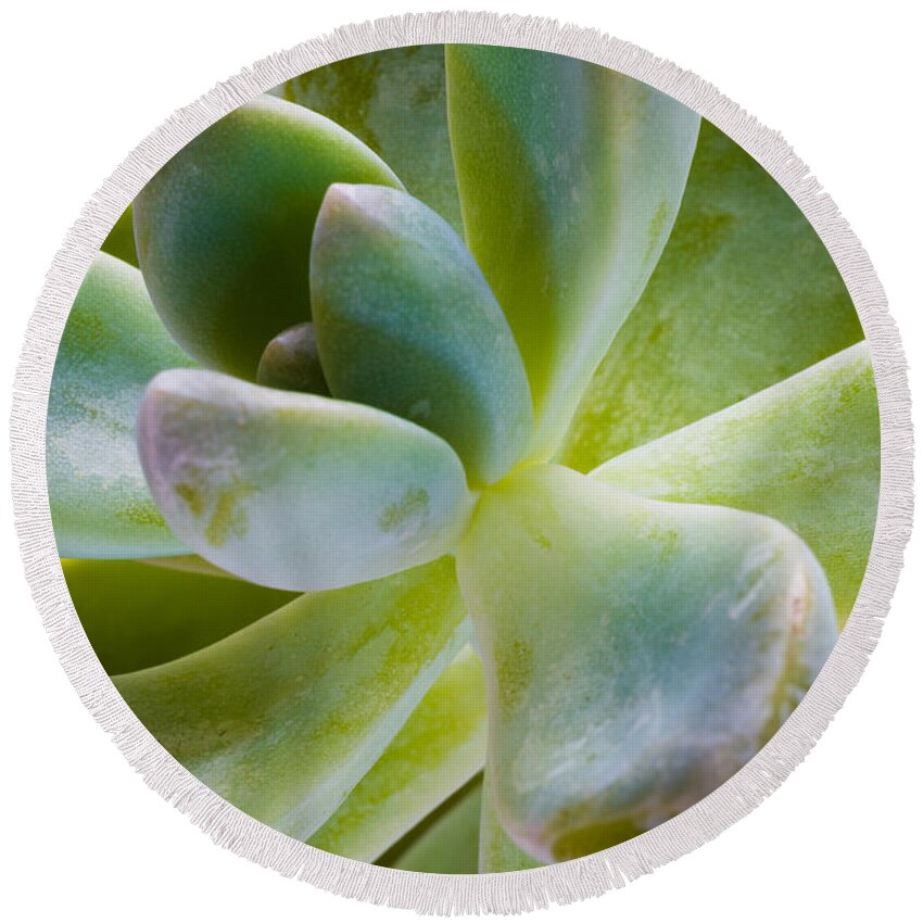 Beautiful Round Beach Towel featuring the photograph Blue Pearl Plant by Raul Rodriguez