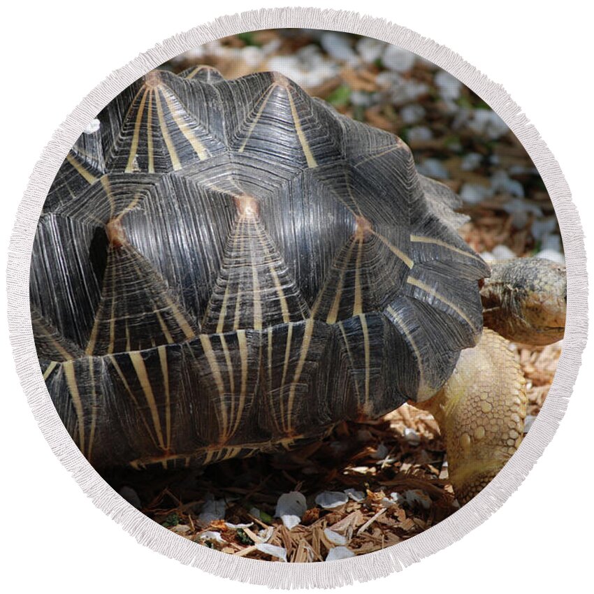 Turtle Round Beach Towel featuring the photograph Desert Turtle with an Unusual Shell in the Wild by DejaVu Designs