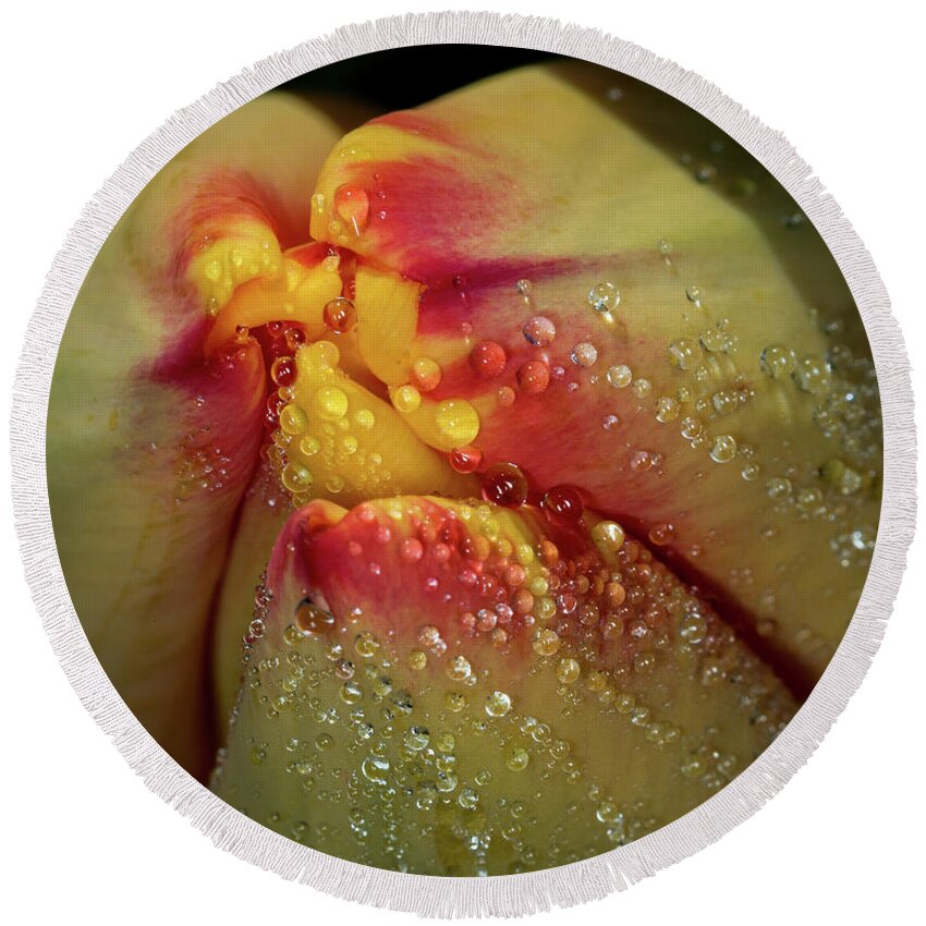 Jay Stockhaus Round Beach Towel featuring the photograph Dew Drops on the Tulip by Jay Stockhaus