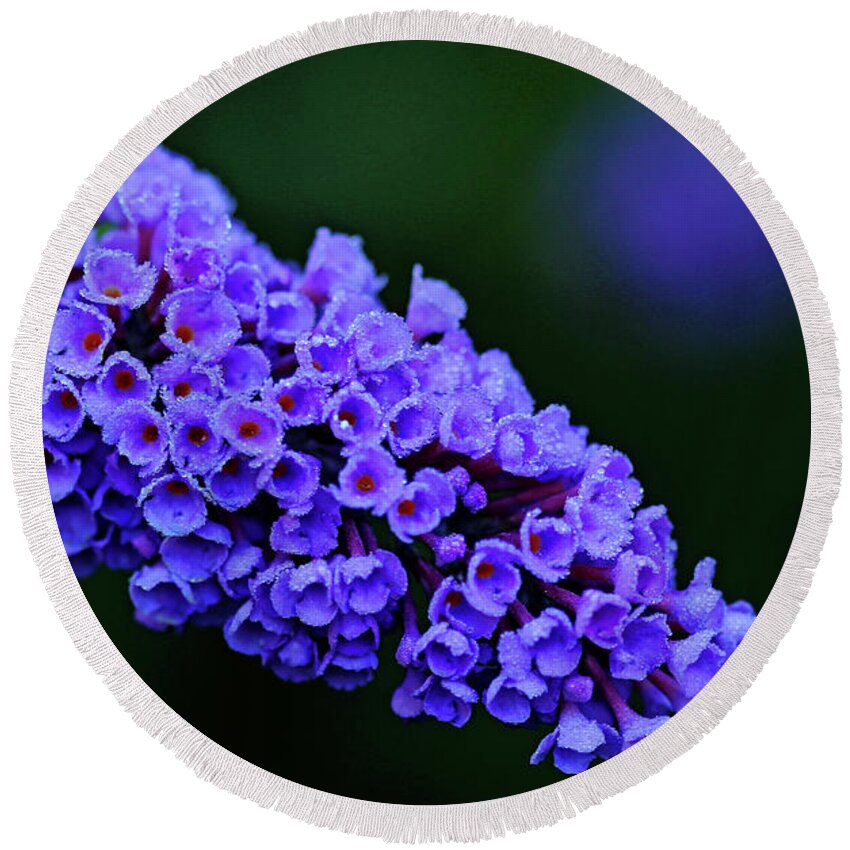 Butterfly Bush Round Beach Towel featuring the photograph Dew Kissed Buddleia by Debbie Oppermann