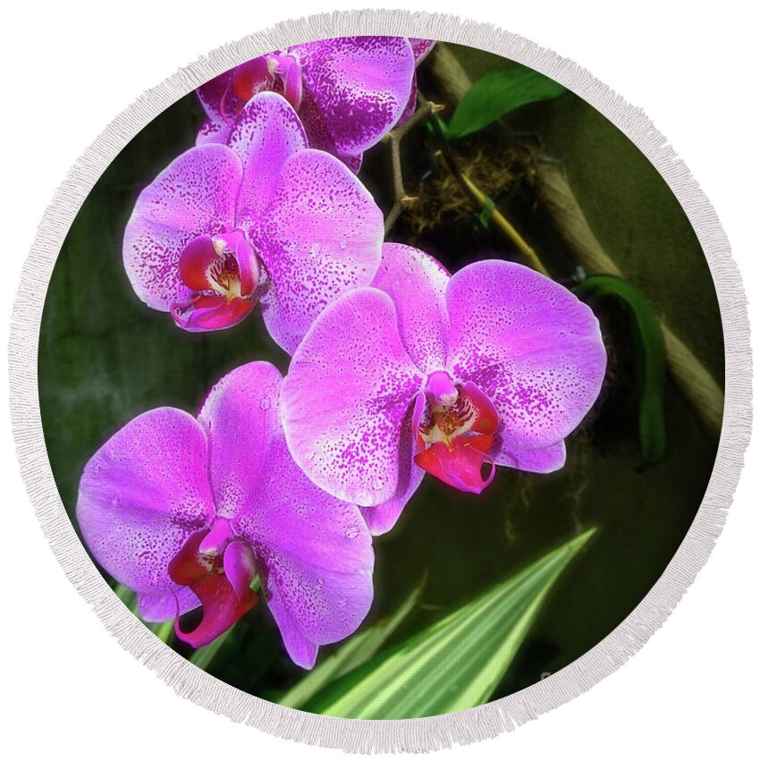 Orchid Round Beach Towel featuring the photograph Dew-Kissed Moth Orchids by Sue Melvin