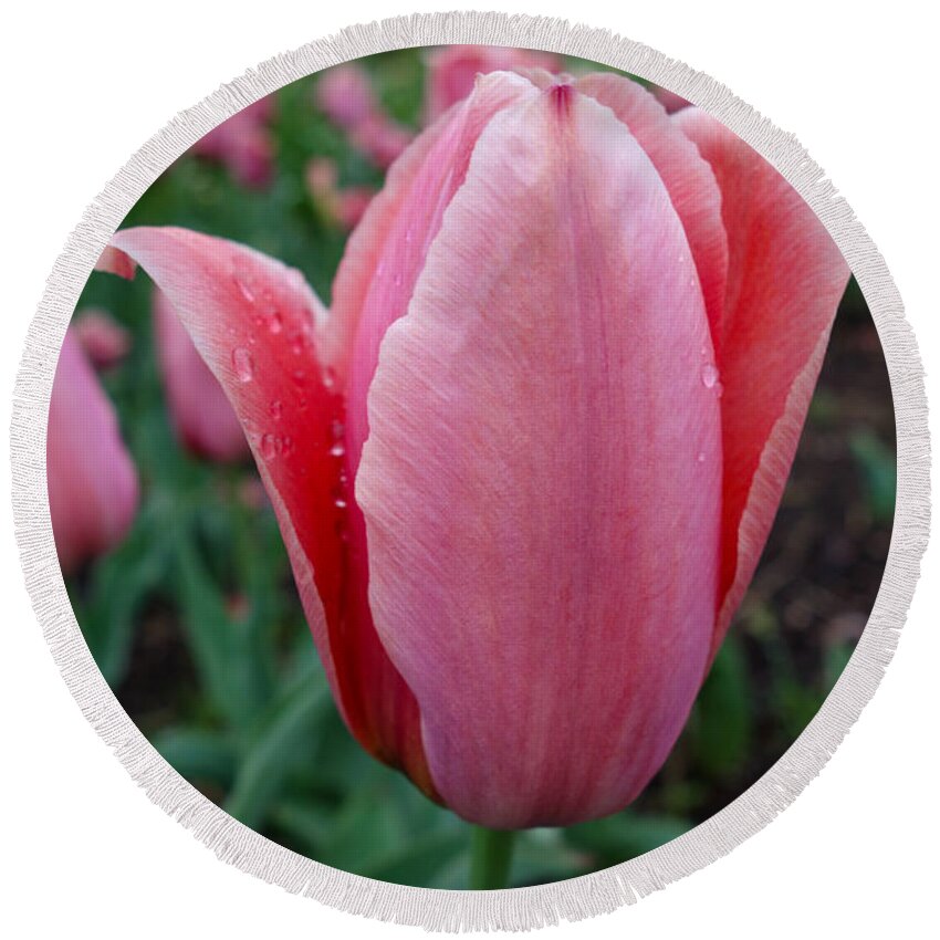 Dewy Tulip Flower Round Beach Towel featuring the photograph Dewy Tulip by Jacqueline Athmann