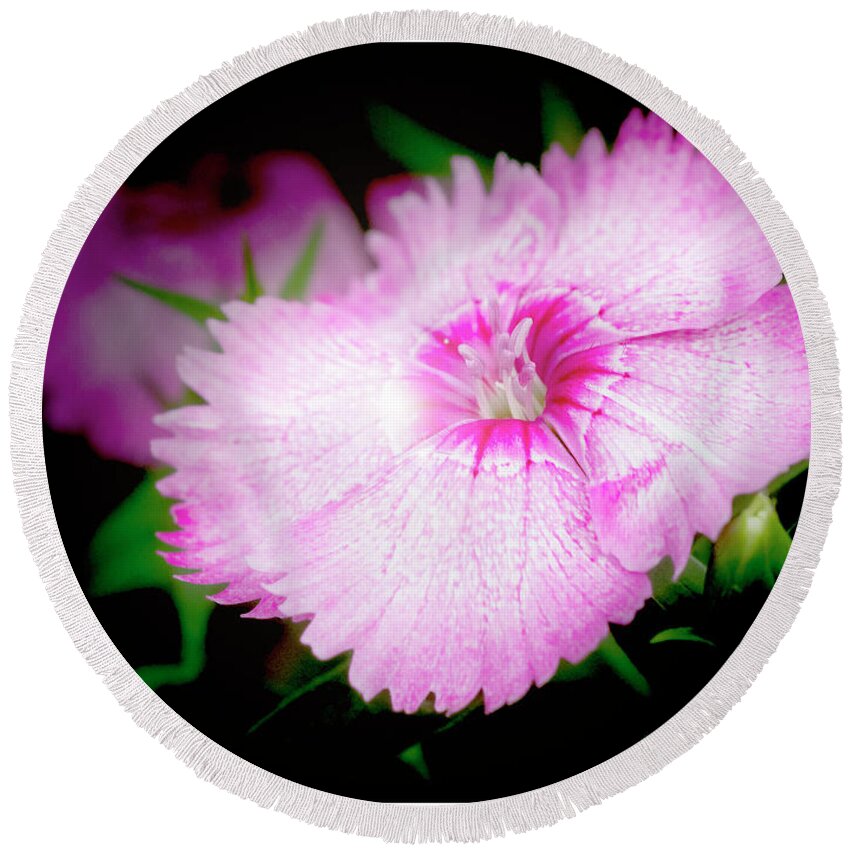 Dianthus Round Beach Towel featuring the photograph Dianthus Flower by A Macarthur Gurmankin