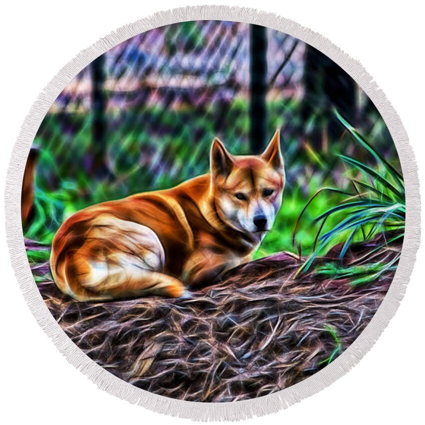 #dingo Round Beach Towel featuring the photograph Dingo from Ozz by Miroslava Jurcik