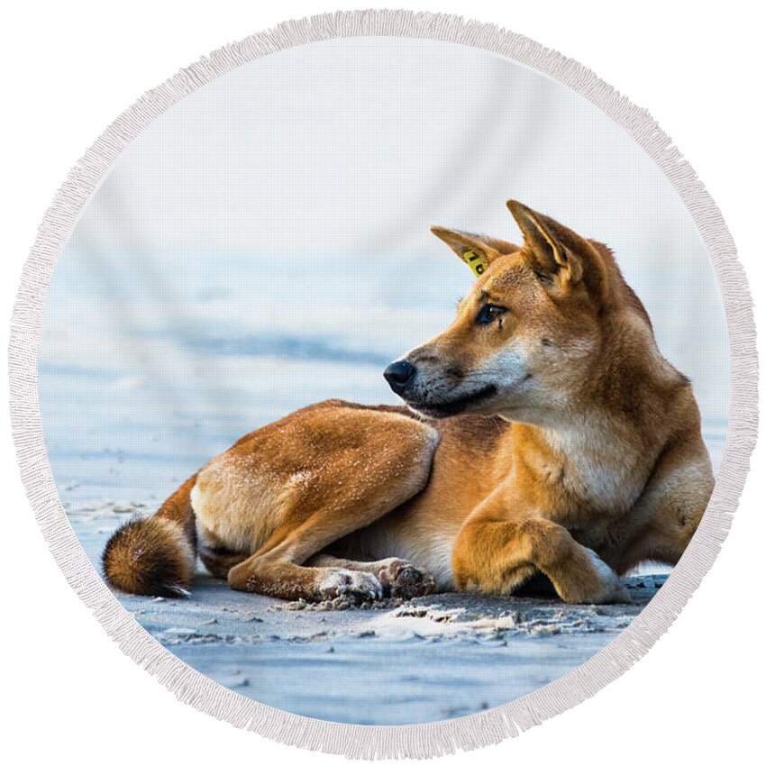 Dingo Round Beach Towel featuring the photograph Dingo on Fraser Island beach by Andrew Michael