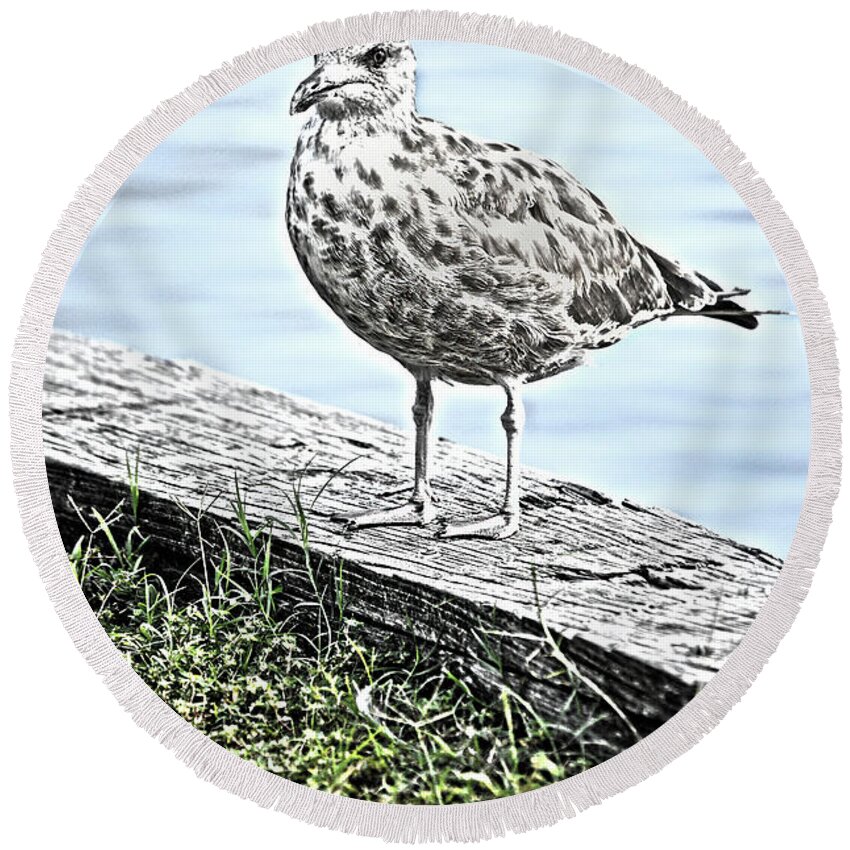 Swansboro Round Beach Towel featuring the photograph Dinner Time by Rod Farrell