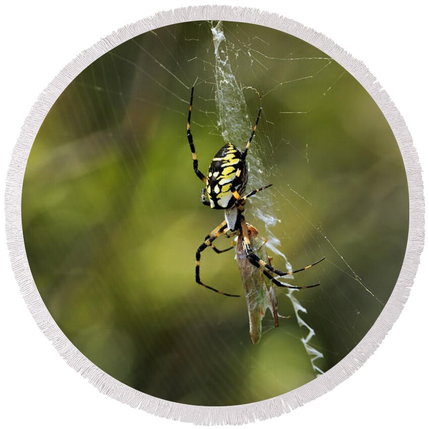 Arachnid Round Beach Towel featuring the photograph Dinner Time by Travis Rogers