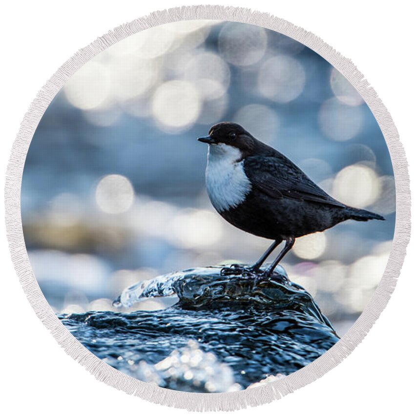 Dipper On Ice Round Beach Towel featuring the photograph Dipper on Ice by Torbjorn Swenelius
