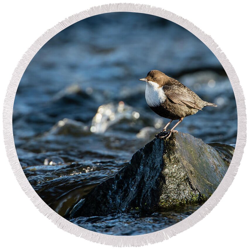 Dipper On The Rock Round Beach Towel featuring the photograph Dipper on the rock by Torbjorn Swenelius