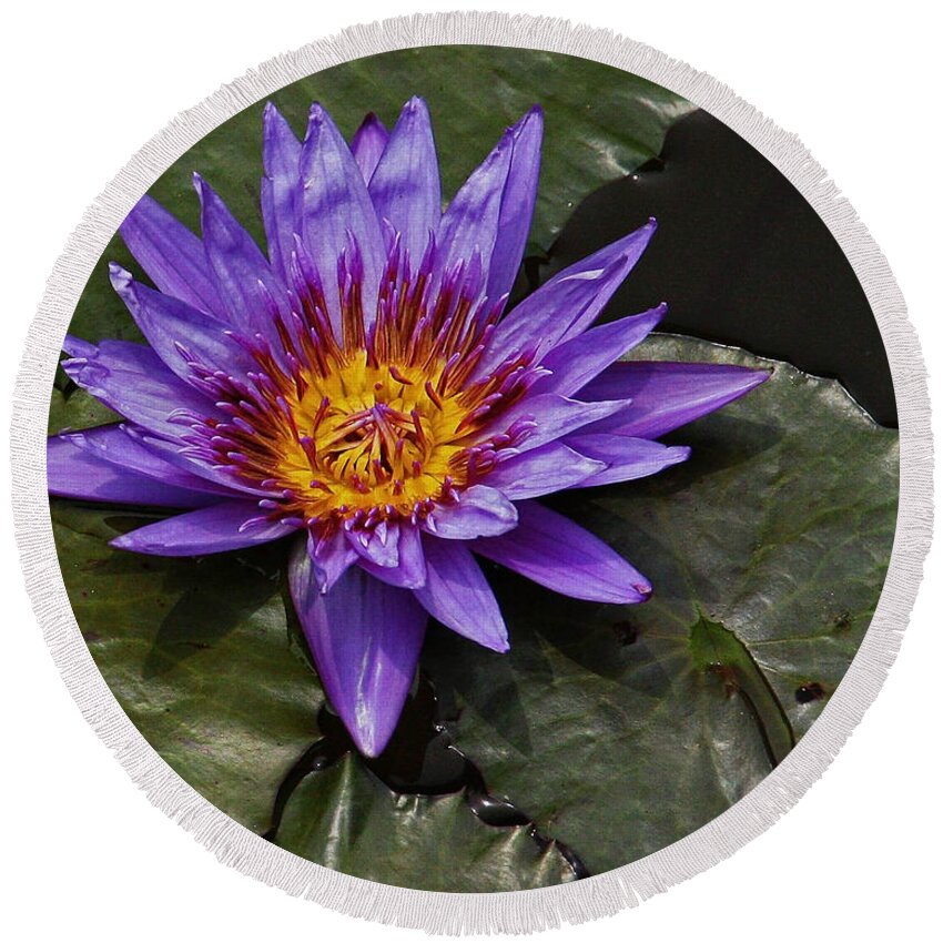 Kenilworth Aquatic Gardens Round Beach Towel featuring the photograph Director Moore Water Lily by Suzanne Stout