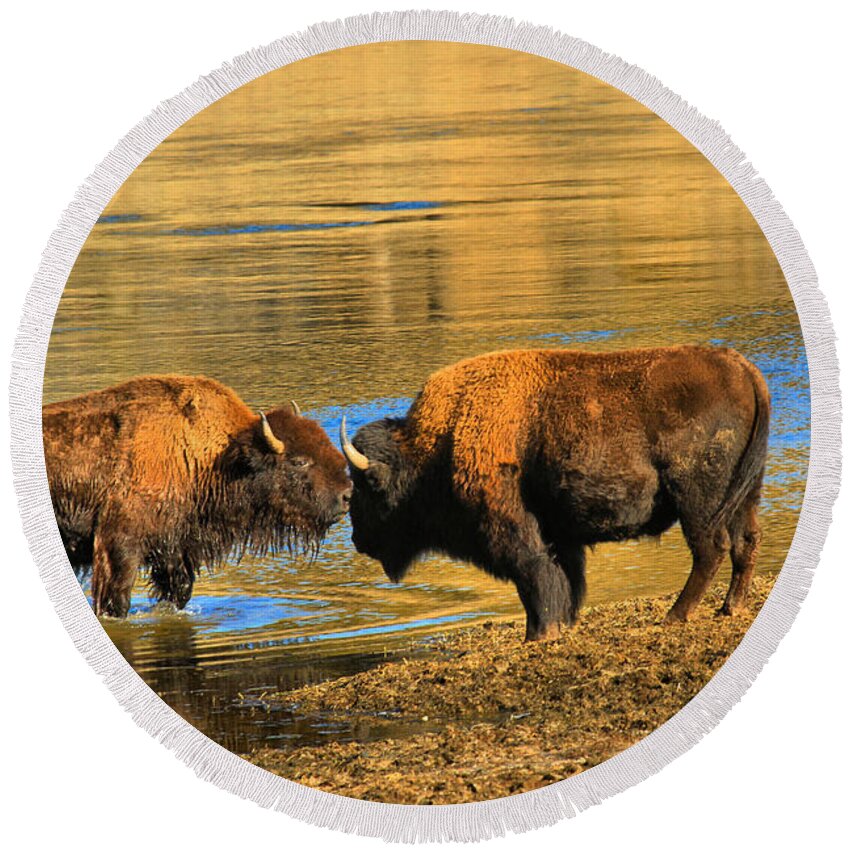 Bison Round Beach Towel featuring the photograph Discussing The Crossing by Adam Jewell