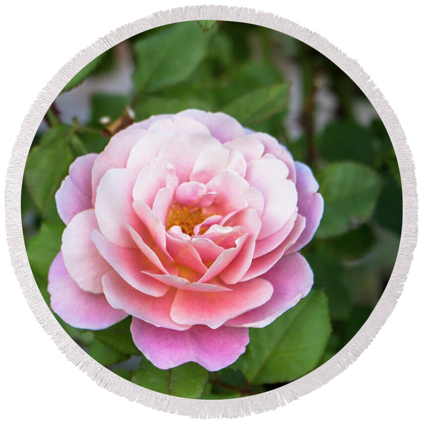 Close-up Round Beach Towel featuring the photograph Distant Drums Rose - 3 by K Bradley Washburn