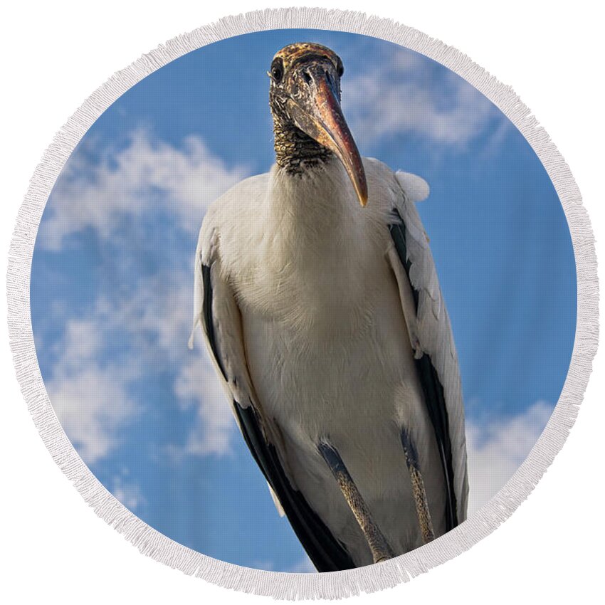 Stork Round Beach Towel featuring the photograph Do I Know You by Christopher Holmes