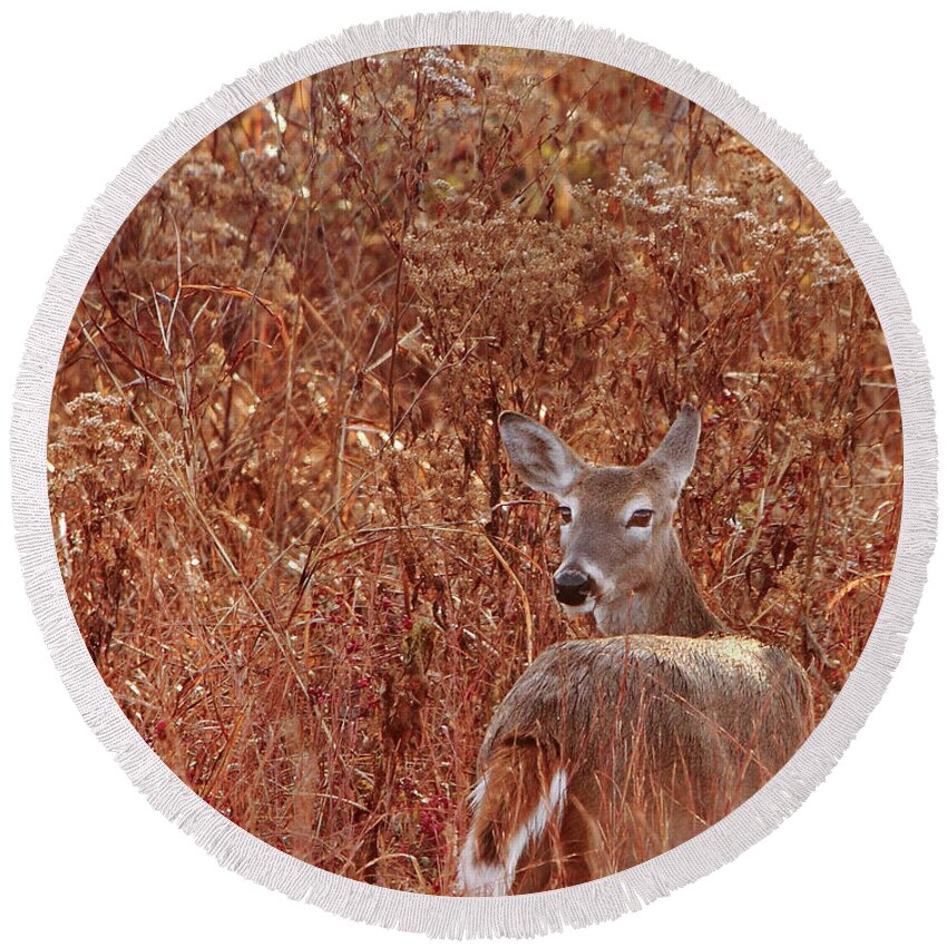 Wildlife Round Beach Towel featuring the photograph Doe In Red Grass by Robert Frederick