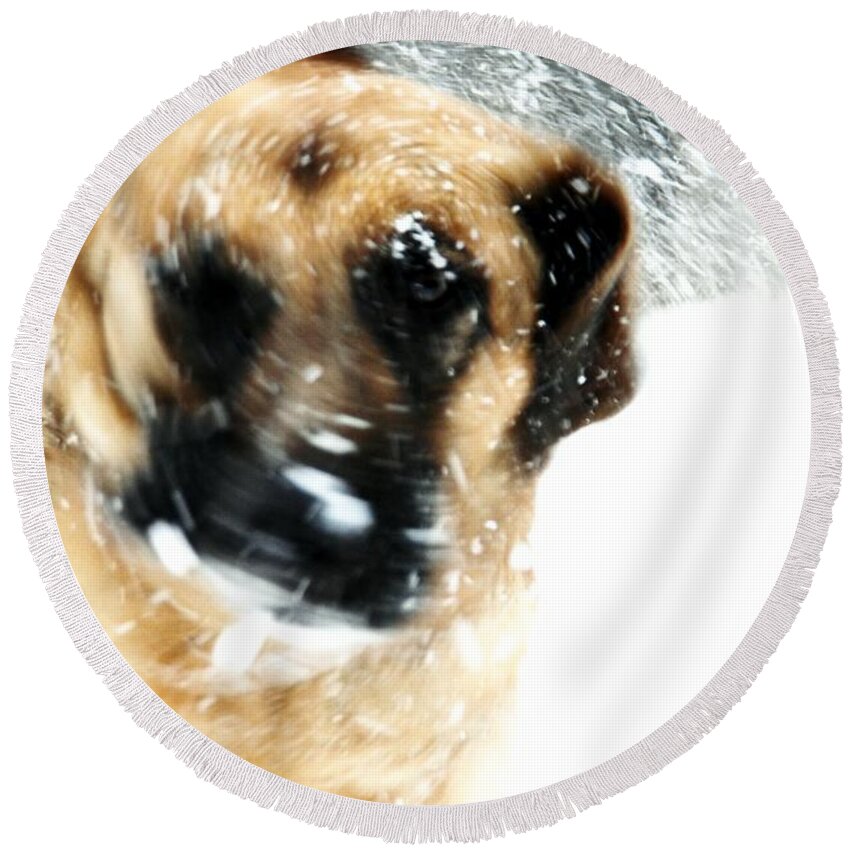 Animals Round Beach Towel featuring the photograph Dog Blizzard - German Shepherd by Angie Tirado