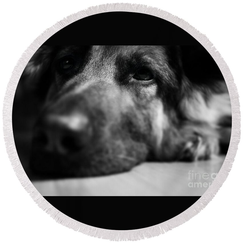 Tired Round Beach Towel featuring the photograph Dog Eyes Always Watching by Frank J Casella
