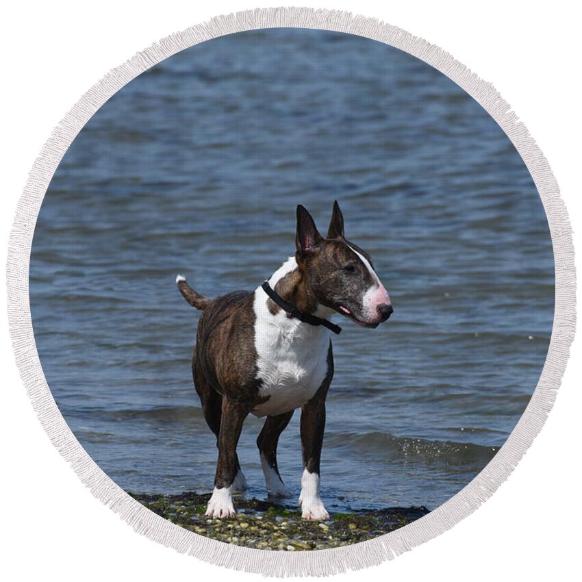 Bull Terrier Round Beach Towel featuring the photograph Dogs 344 by Joyce StJames