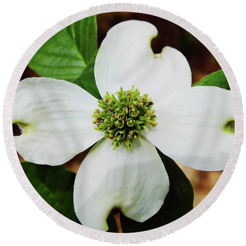 Dogwood Round Beach Towel featuring the photograph Dogwood Blossom by D Hackett