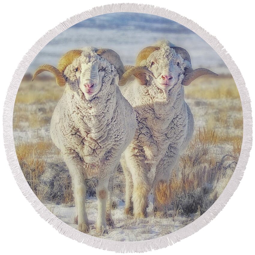 Sheep Round Beach Towel featuring the photograph Double the Ram Power by Amanda Smith