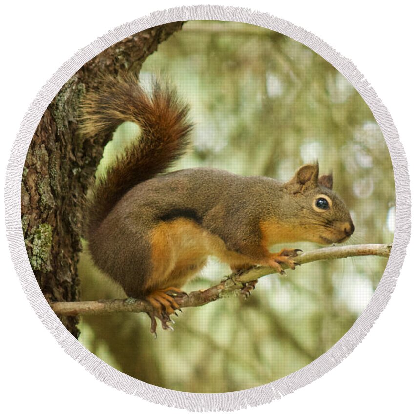 Photography Round Beach Towel featuring the photograph Douglas Squirrel by Sean Griffin